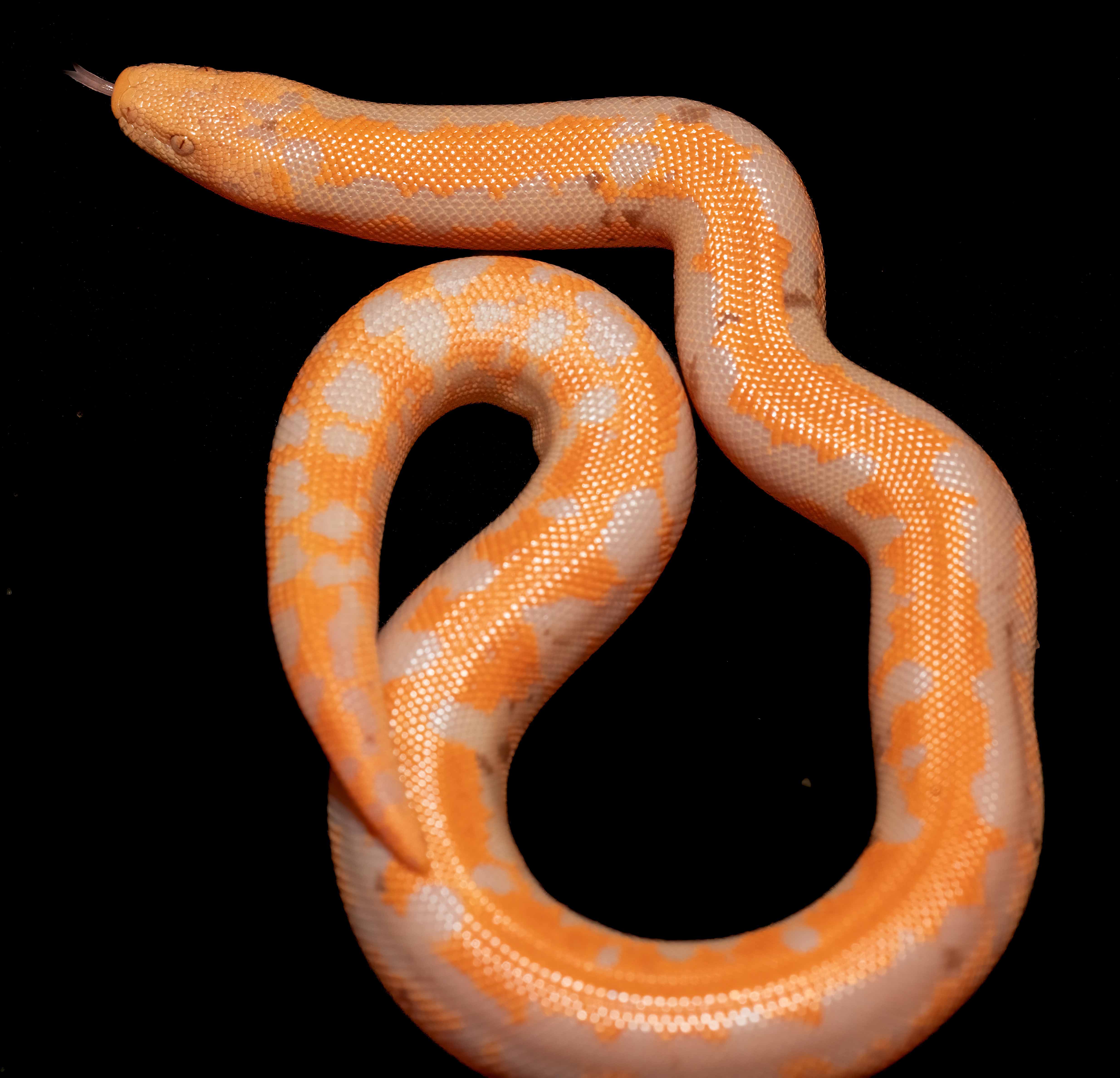Sand boa in natural habitat