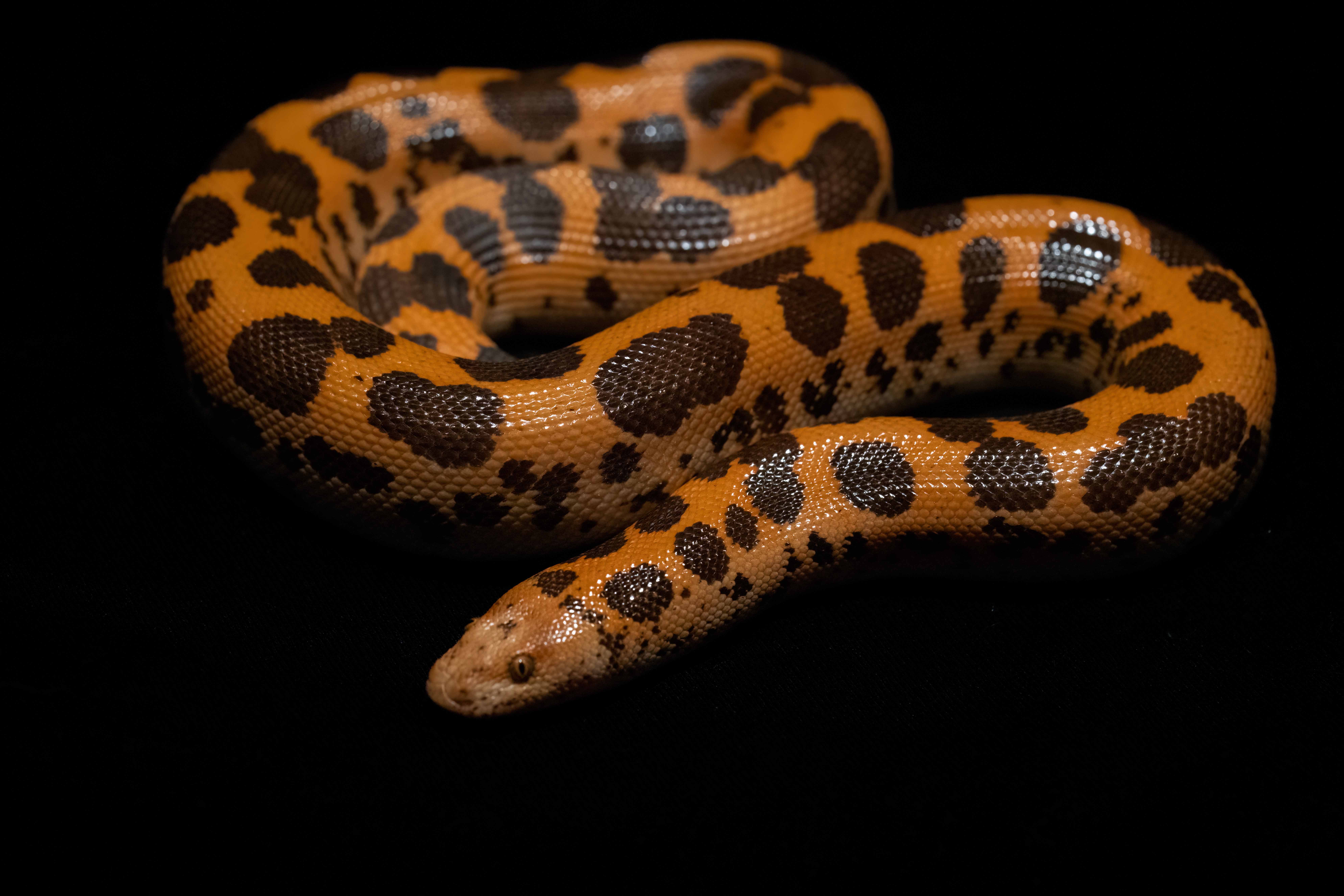 Sand boa