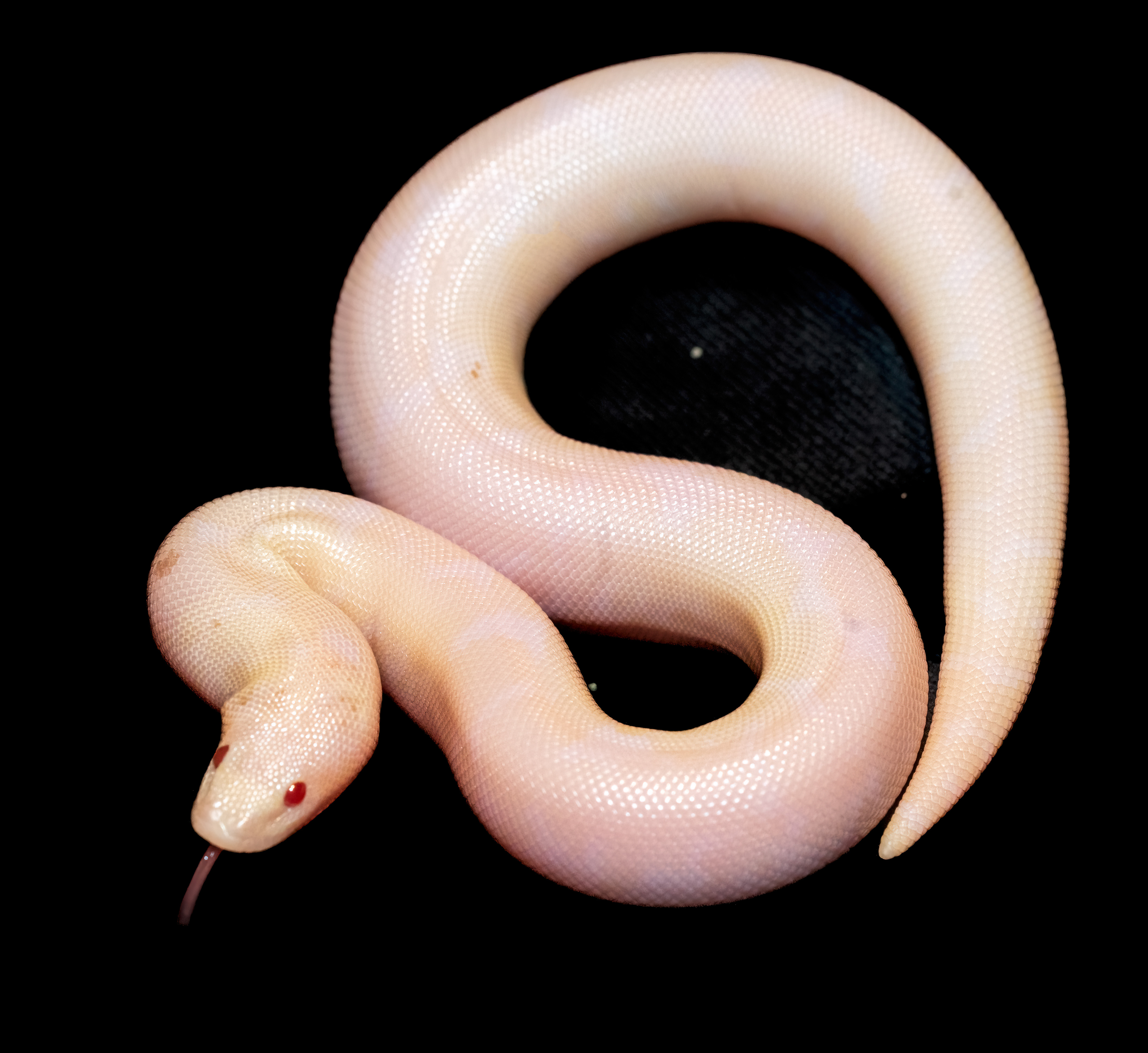Sand boa close-up