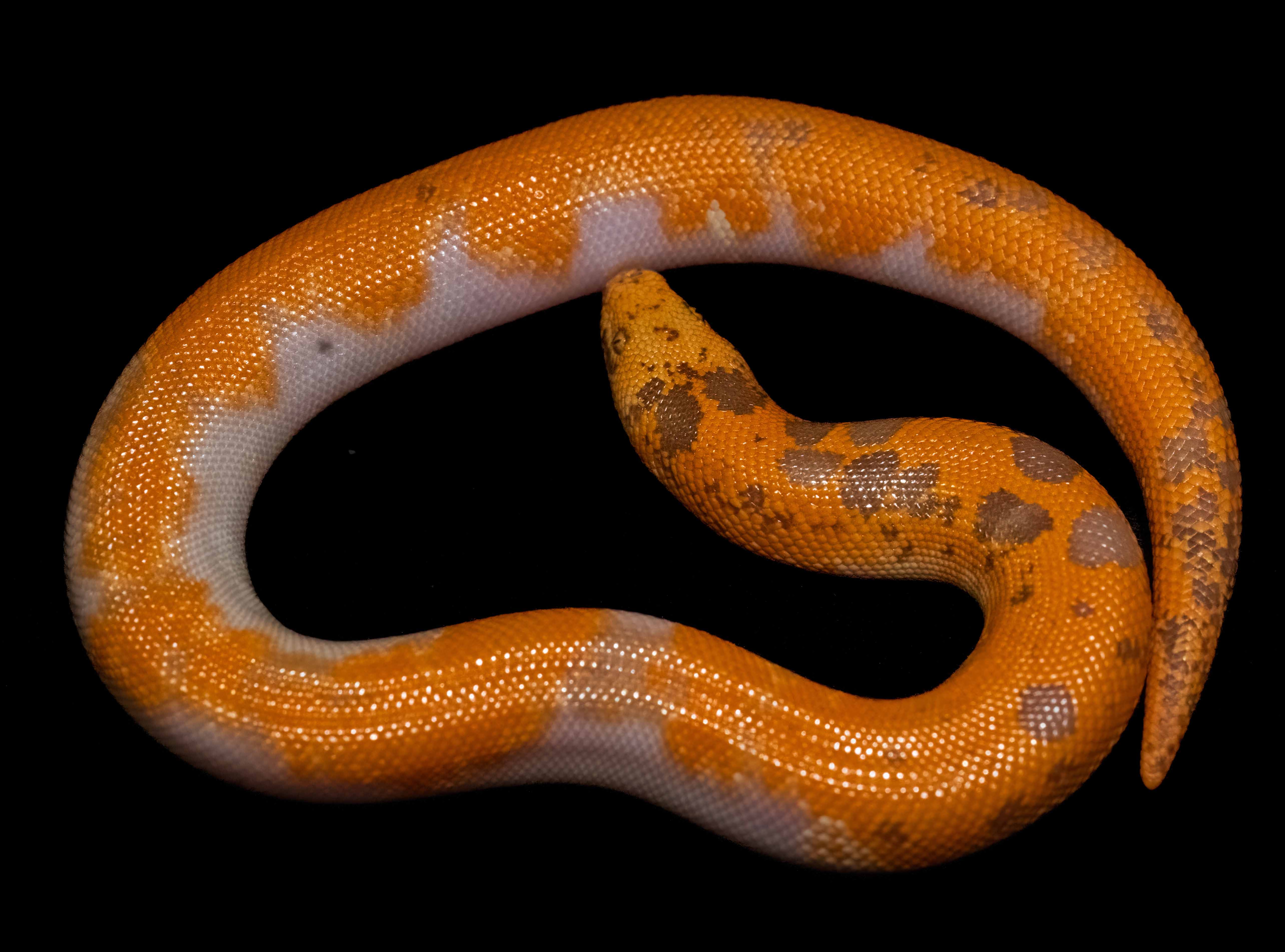 Sand boa specimen